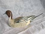 Pintail