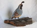 Gambels Quail