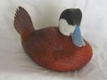 Ruddy Duck