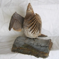 Ruffed Grouse wood carving by artist Bill Windsor on Wood Carvings by Bill.